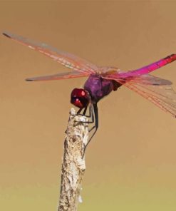 Pink Purple Dragonfly Diamond Painting