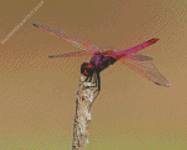 Pink Purple Dragonfly Diamond Painting