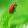 Red Beetle Diamond Painting