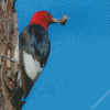 Red Headed Woodpecker Diamond Painting