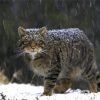 Scottish Wildcat In Snow Diamond Painting