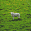 Sheep Lamp In Field Diamond Painting