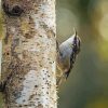 Short Toed Treecreeper Diamond Painting