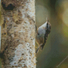 Short Toed Treecreeper Diamond Painting