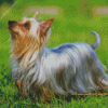 Silky Terrier Australian Dog Diamond Painting
