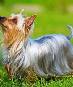 Silky Terrier Australian Dog Diamond Painting