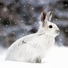 Snowshoe Hare Diamond Painting