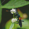 Tarantula Hawk Insect Diamond Painting