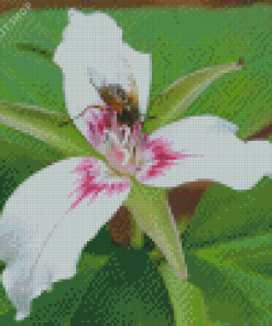 White Trillium Flower Diamond Painting