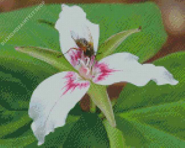 White Trillium Flower Diamond Painting