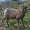 Wild Sheep With Horns Diamond Painting