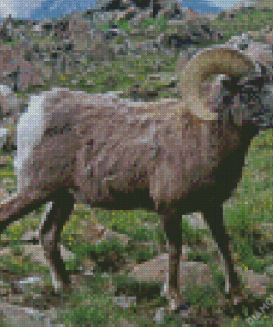 Wild Sheep With Horns Diamond Painting