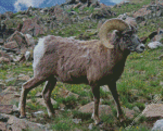 Wild Sheep With Horns Diamond Painting