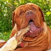 Dog De Bordeaux Diamond Painting