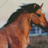 Kiger Mustang Diamond Painting