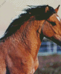 Kiger Mustang Diamond Painting