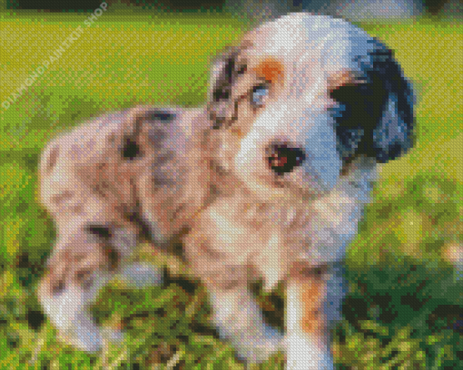 Aussiedoodle Diamond Painting