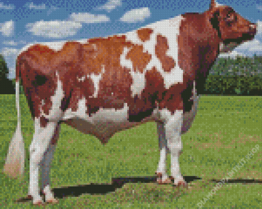 Ayrshire Cattle Diamond Painting
