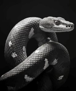 Black and White Snake Diamond Painting