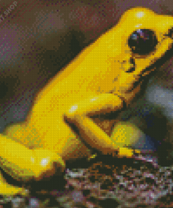 Dart Frogs Diamond Painting