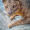 Fossa Animal Diamond Painting