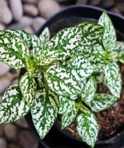 Green Leaves With White Diamond Painting