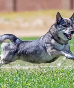 Swedis Vallhund Diamond Painting