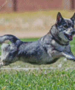 Swedis Vallhund Diamond Painting