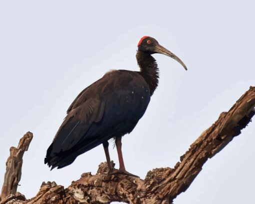 Black Ibis Diamond Painting