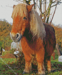 Shetland Pony Diamond Painting