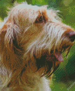 Spinone Italiano Diamond Painting