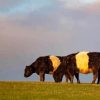 Belted Galloway Diamond Painting