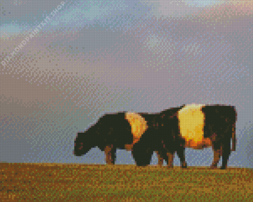 Belted Galloway Diamond Painting