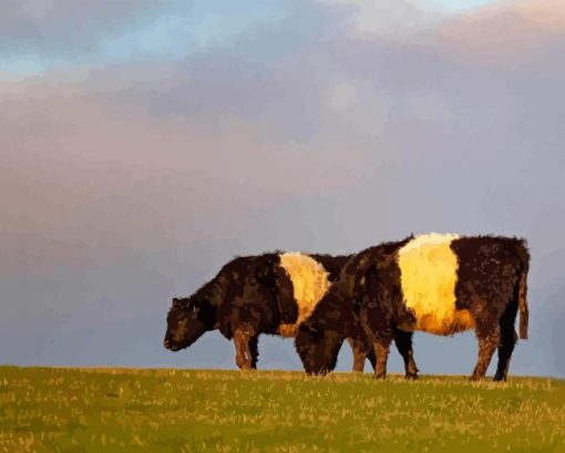 Belted Galloway Diamond Painting