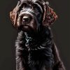 Black Labradoodle Puppy Diamond Painting