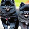 Black Pomeranian Dogs Diamond Painting