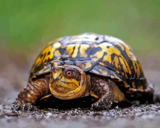 Box Turtle Diamond Painting