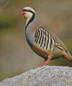 Chukar Diamond Painting