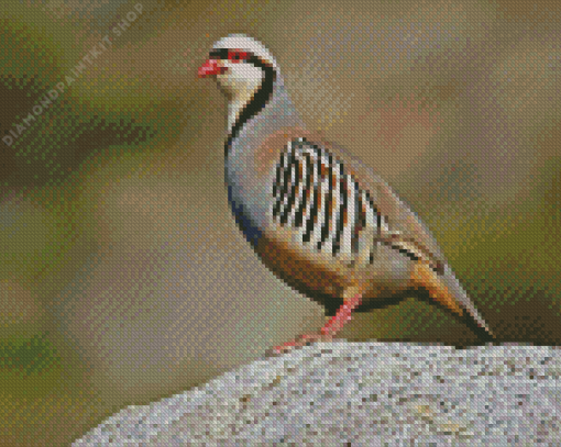 Chukar Diamond Painting