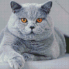 Grey Fluffy Cat Diamond Painting