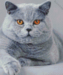 Grey Fluffy Cat Diamond Painting