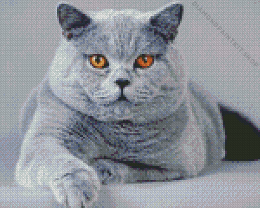 Grey Fluffy Cat Diamond Painting