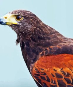 Harris Hawk Bird Diamond Painting