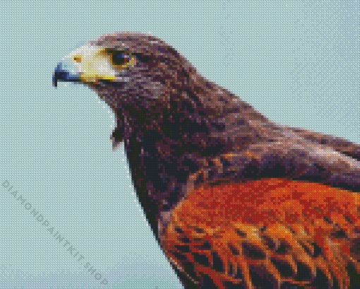 Harris Hawk Bird Diamond Painting