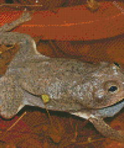 Holding Frog Diamond Painting