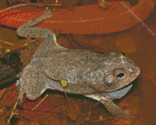 Holding Frog Diamond Painting