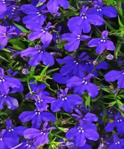 Lobelia Diamond Painting