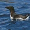 Razorbill Bird Diamond Painting