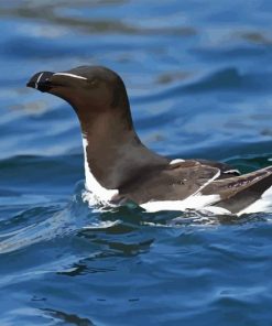 Razorbill Bird Diamond Painting