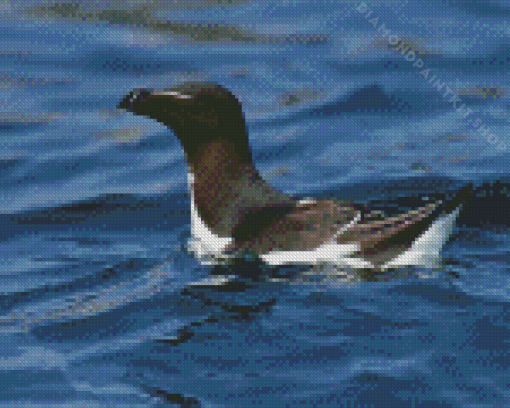 Razorbill Bird Diamond Painting